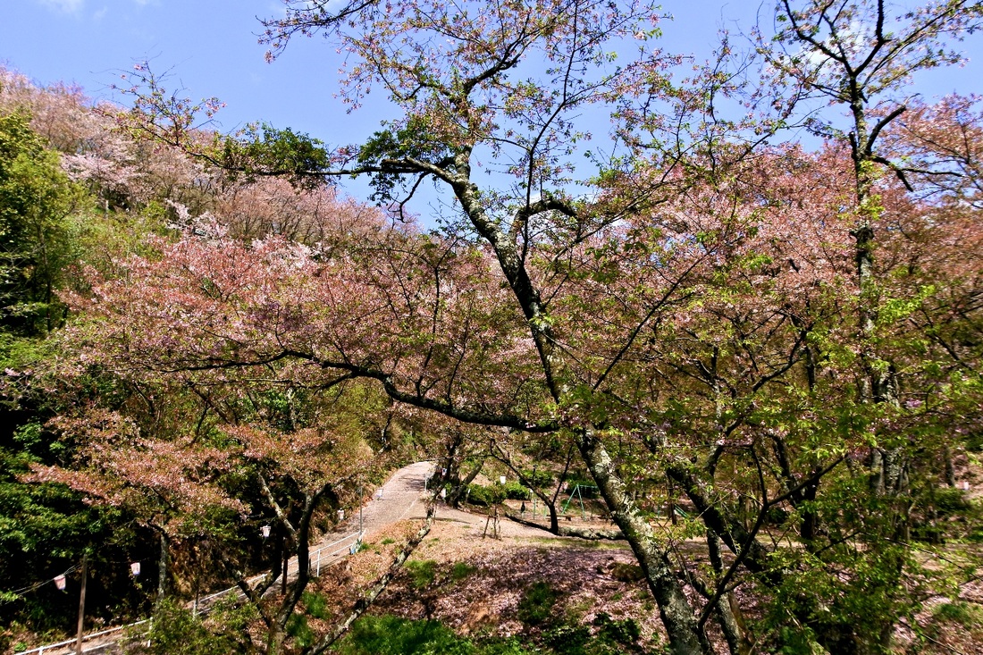 正福寺山公園